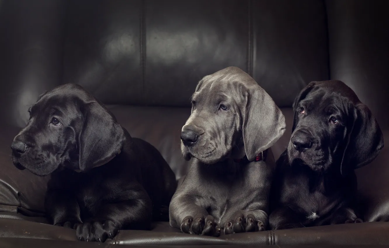 Photo wallpaper dogs, puppies, trio, Trinity, Great Dane