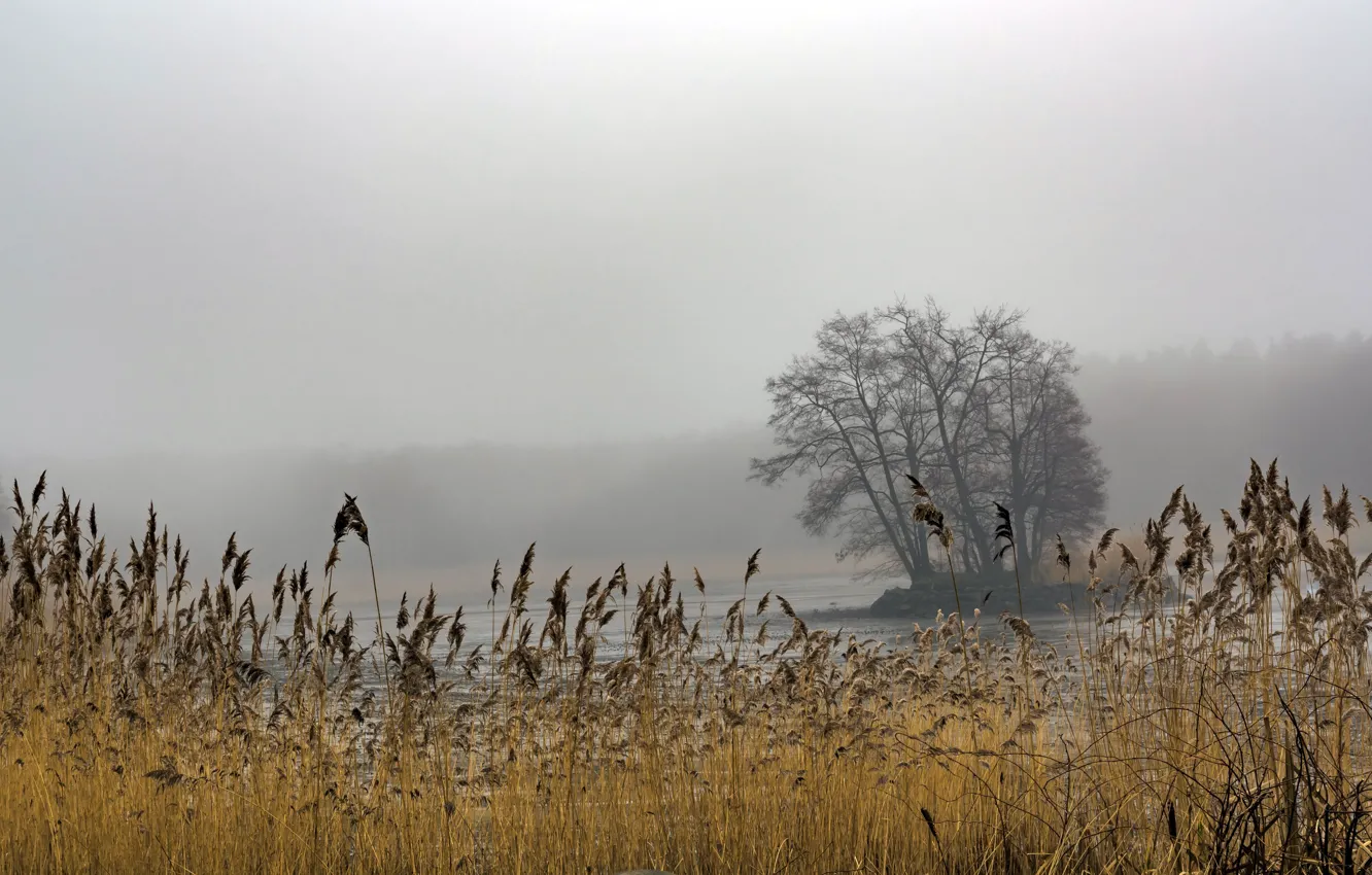 Photo wallpaper fog, lake, reed