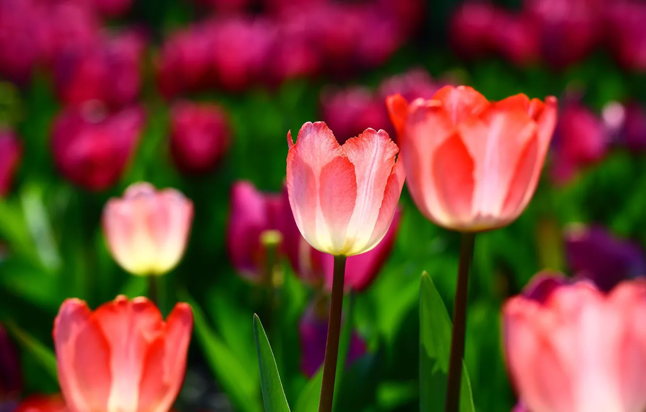 Photo wallpaper leaves, light, flowers, spring, tulips, pink, buds