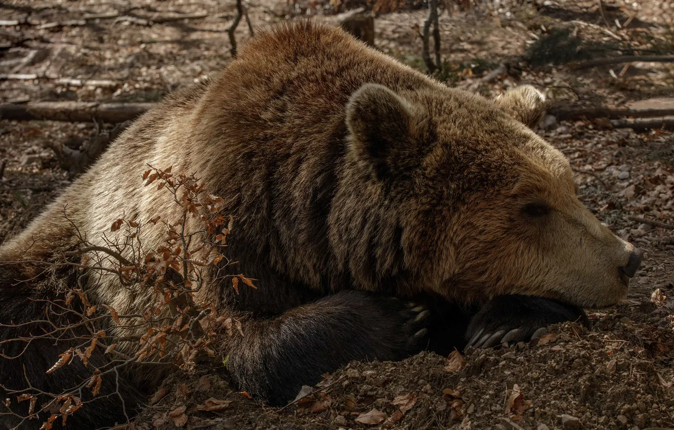 Photo wallpaper face, stay, bear, the Bruins, Tatyana Voilokova