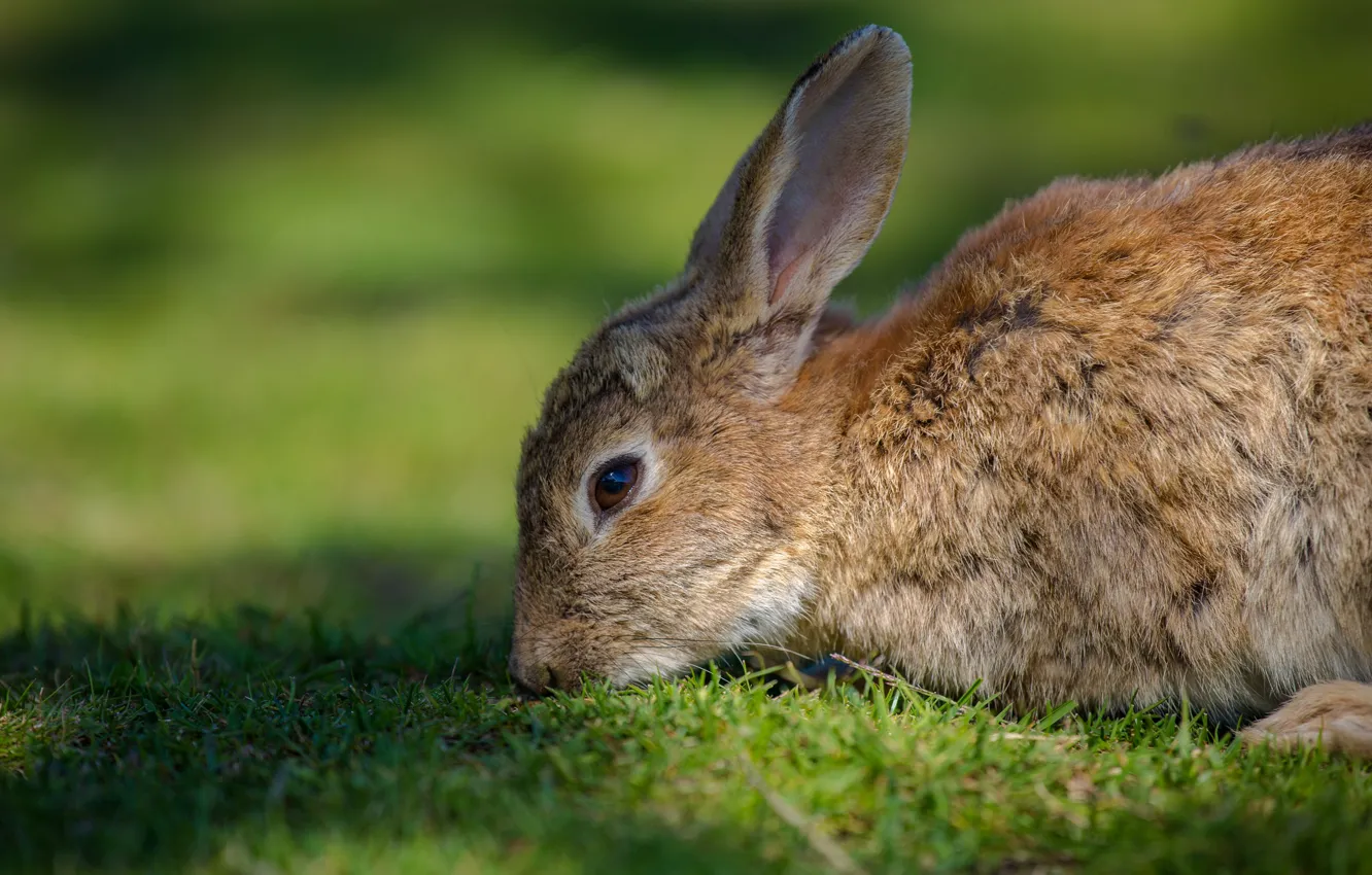 Photo wallpaper grass, face, light, nature, green, grey, background, lawn