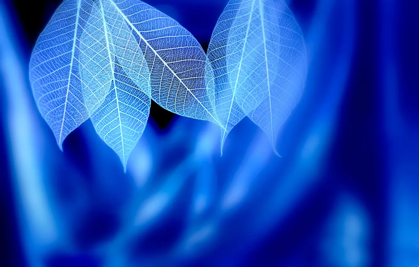 Photo wallpaper leaves, veins, Blue syndrome