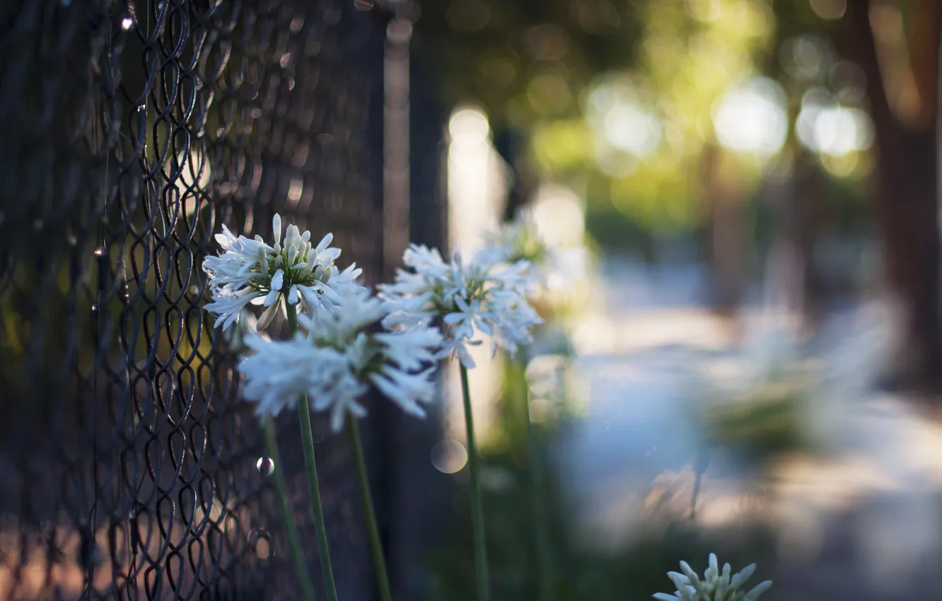 Photo wallpaper flowers, the fence, fence, petals, white