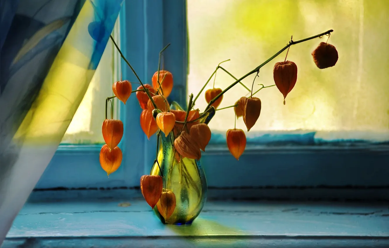 Photo wallpaper flowers, background, window