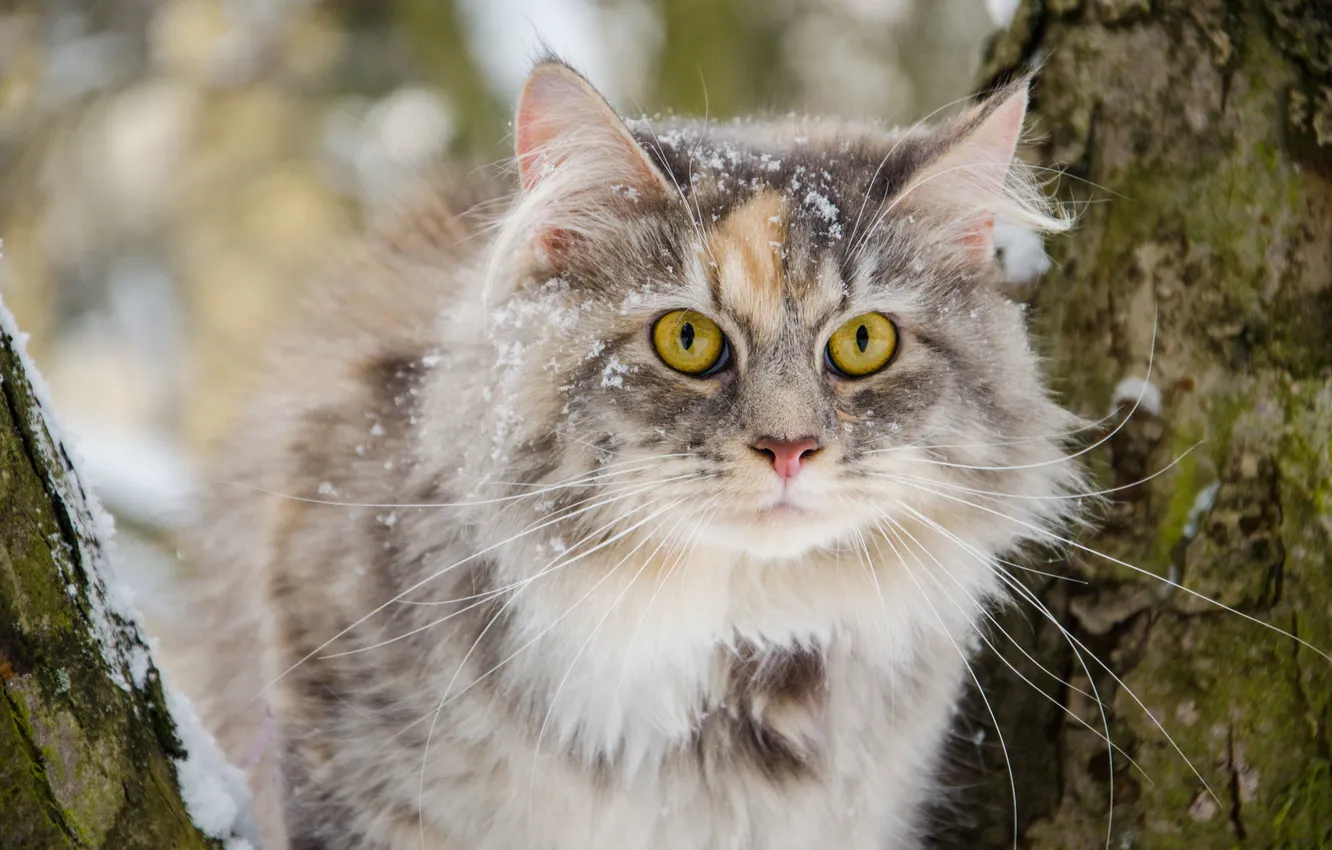 Photo wallpaper cat, snow, bokeh