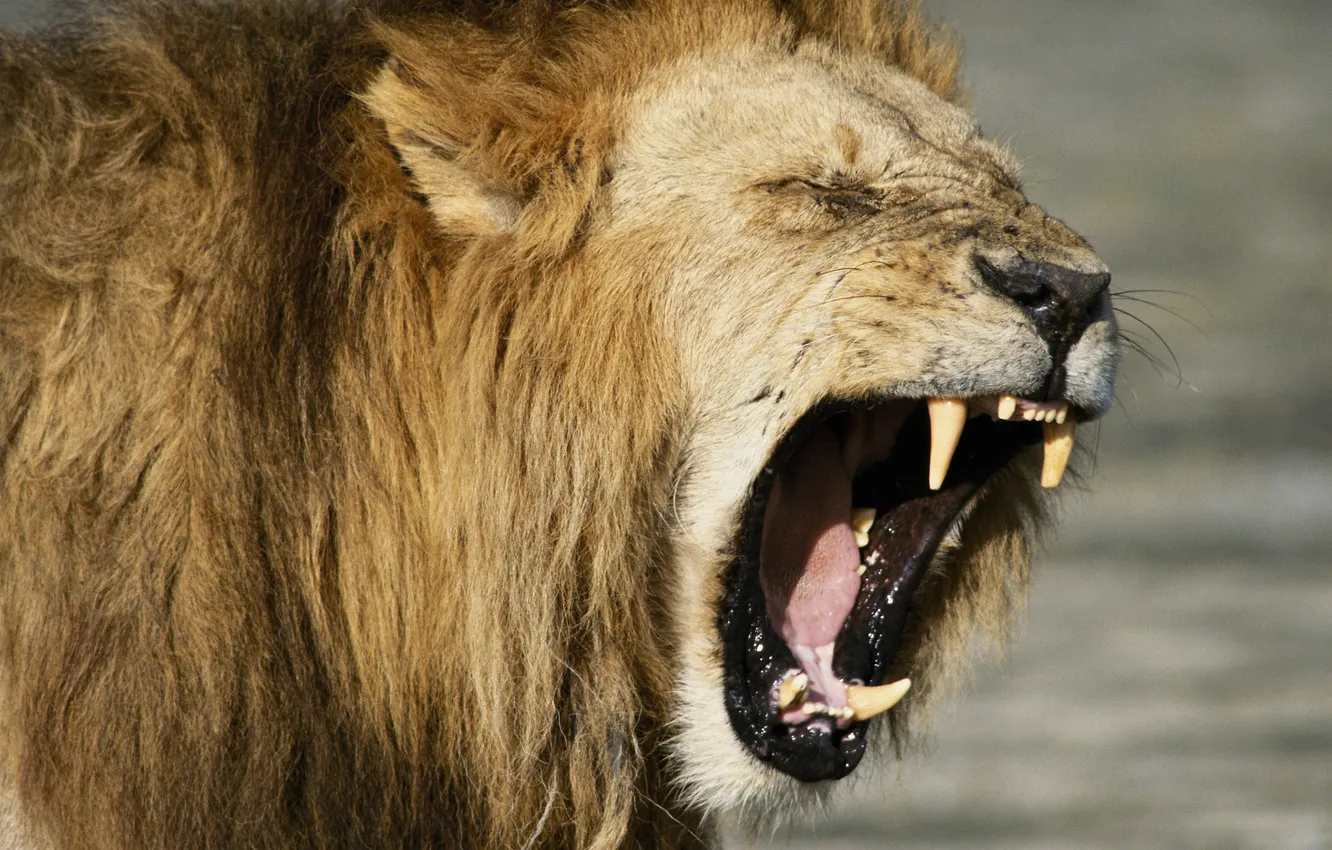 Wallpaper power, mouth, Leo, lion, call, roar, force, roar for mobile ...