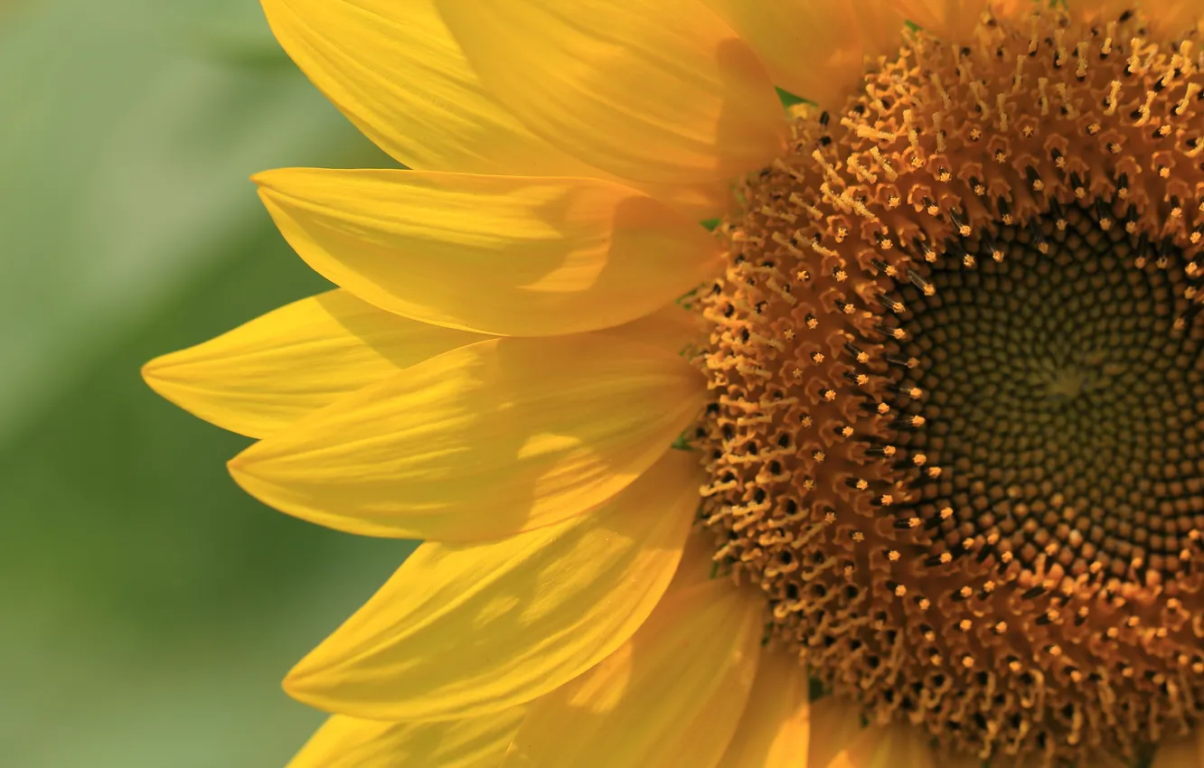 Photo wallpaper sunflowers, flowers, petals