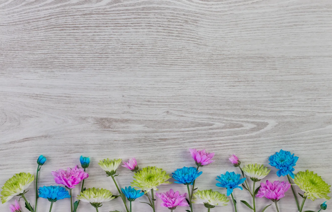 Photo wallpaper flowers, colorful, white, chrysanthemum, wood, blue, pink, flowers