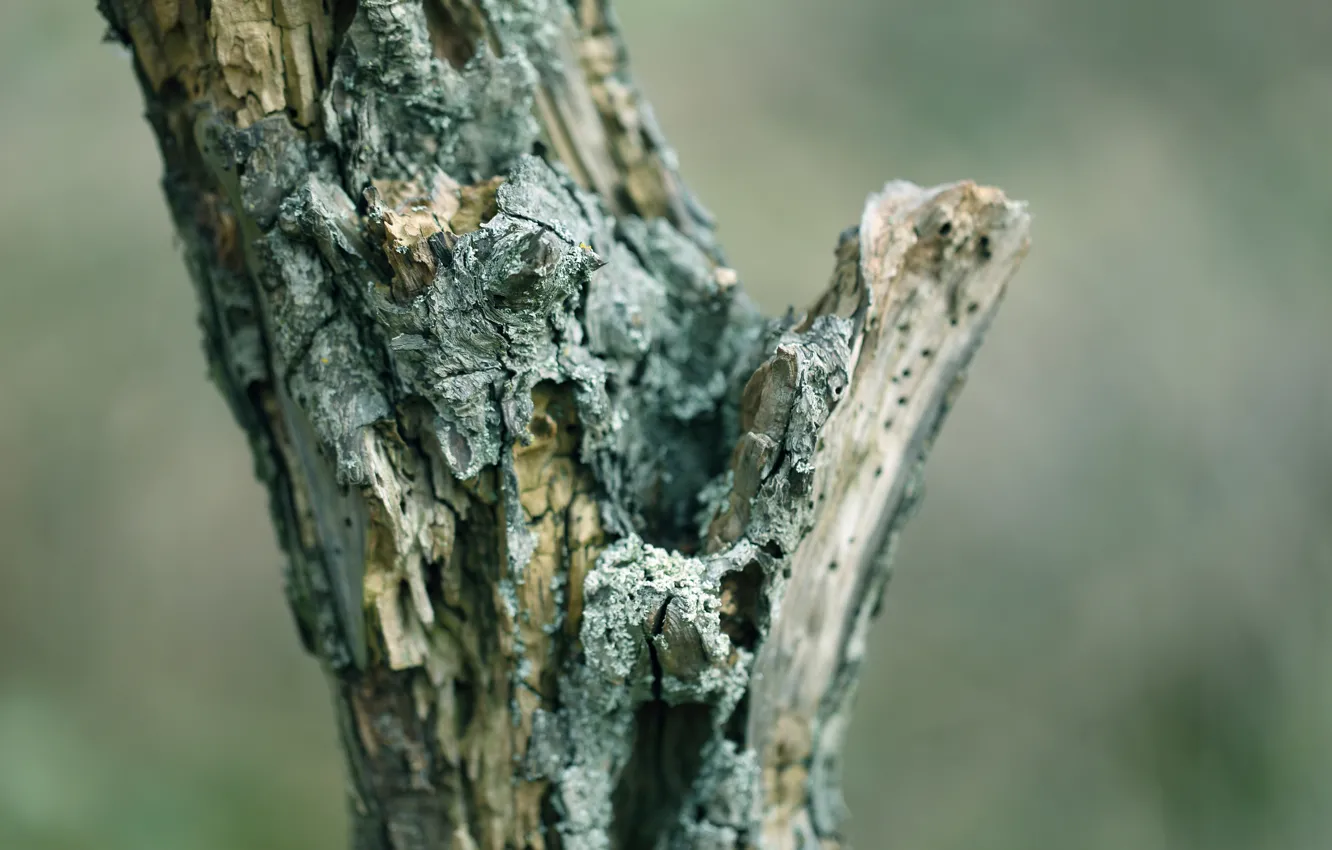 Photo wallpaper tree, bark, dry, dead wood