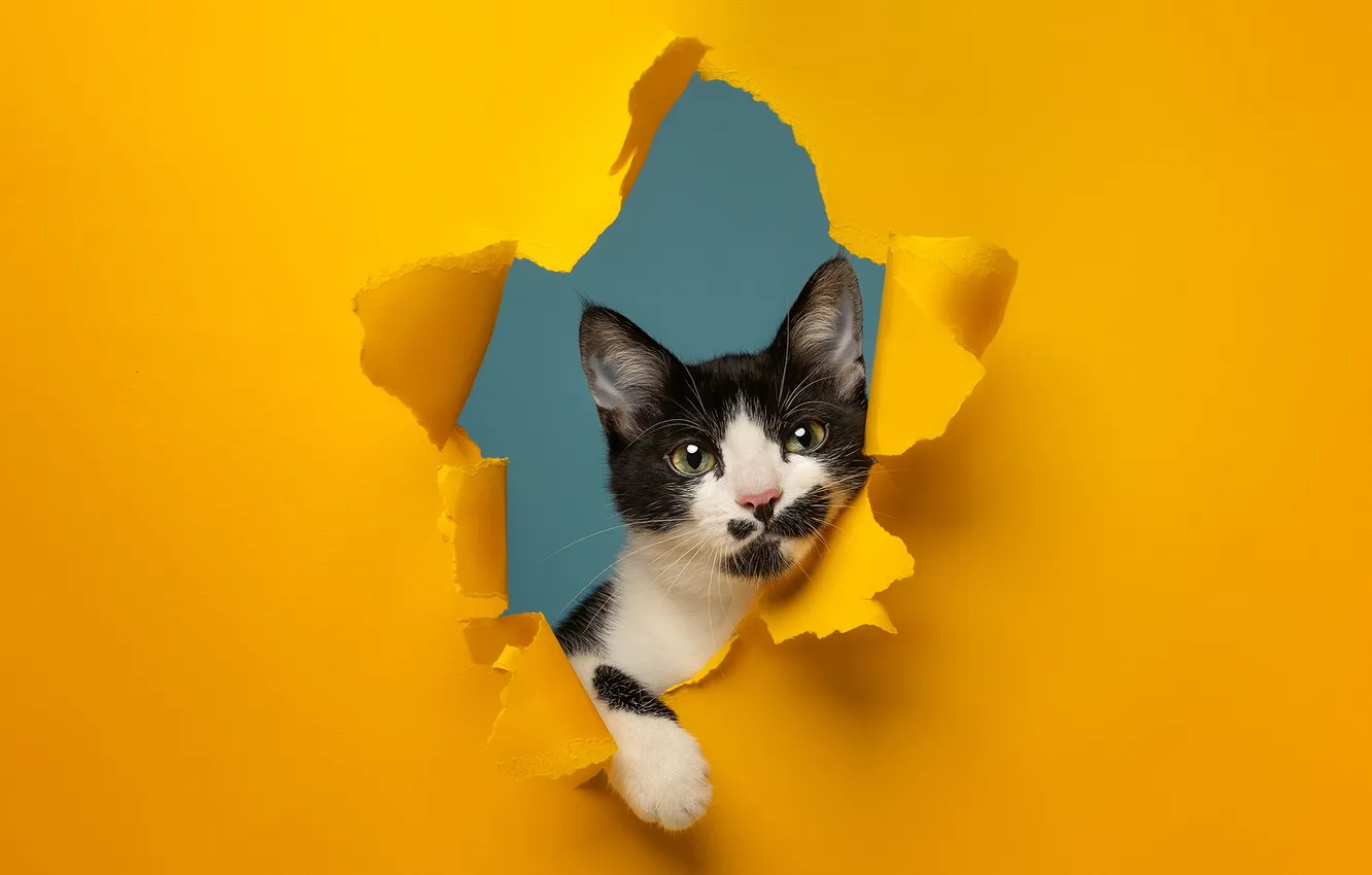 Photo wallpaper cat, paper, background