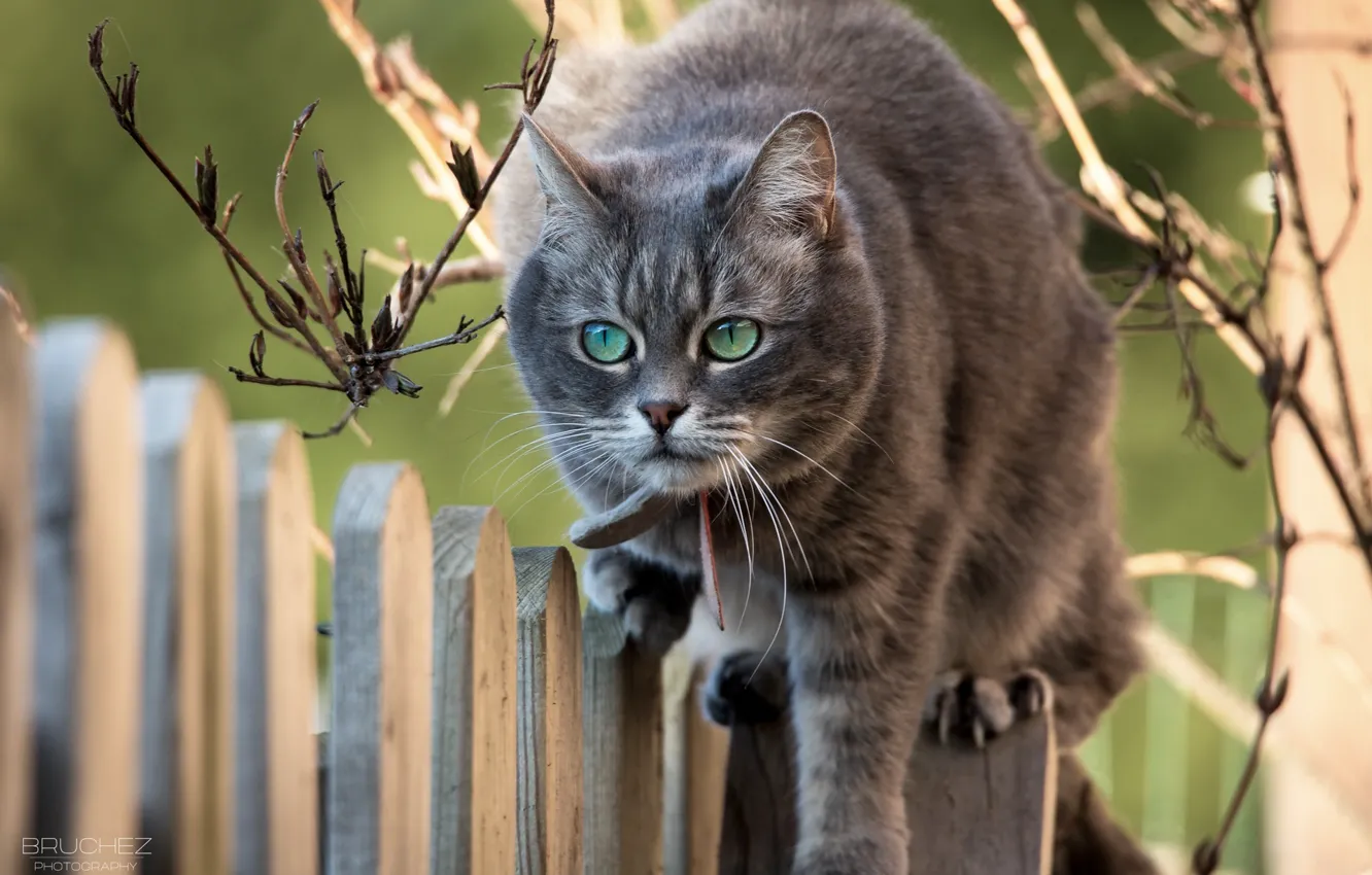Photo wallpaper cat, cat, face, branches, the fence