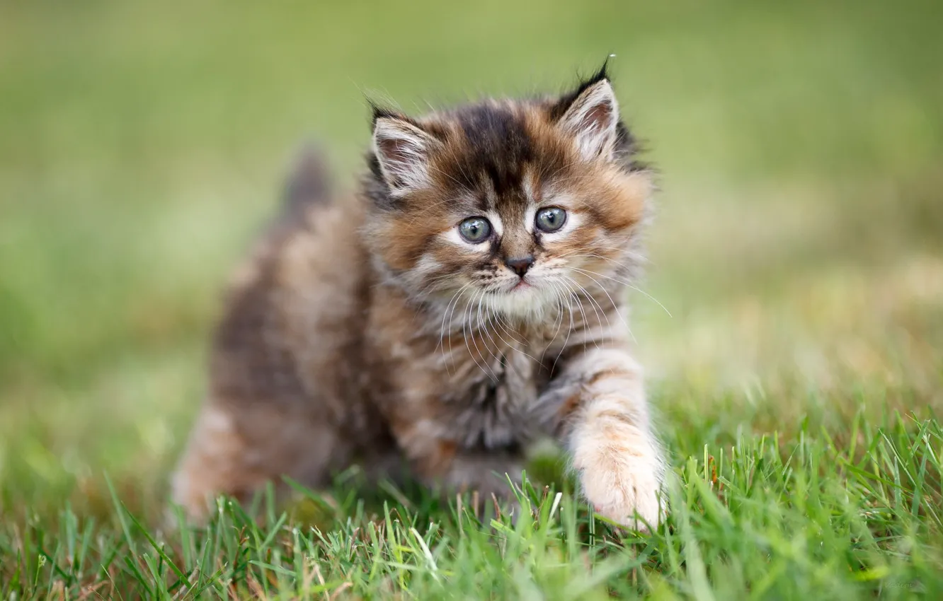 Photo wallpaper grass, baby, muzzle, kitty, bokeh, foot