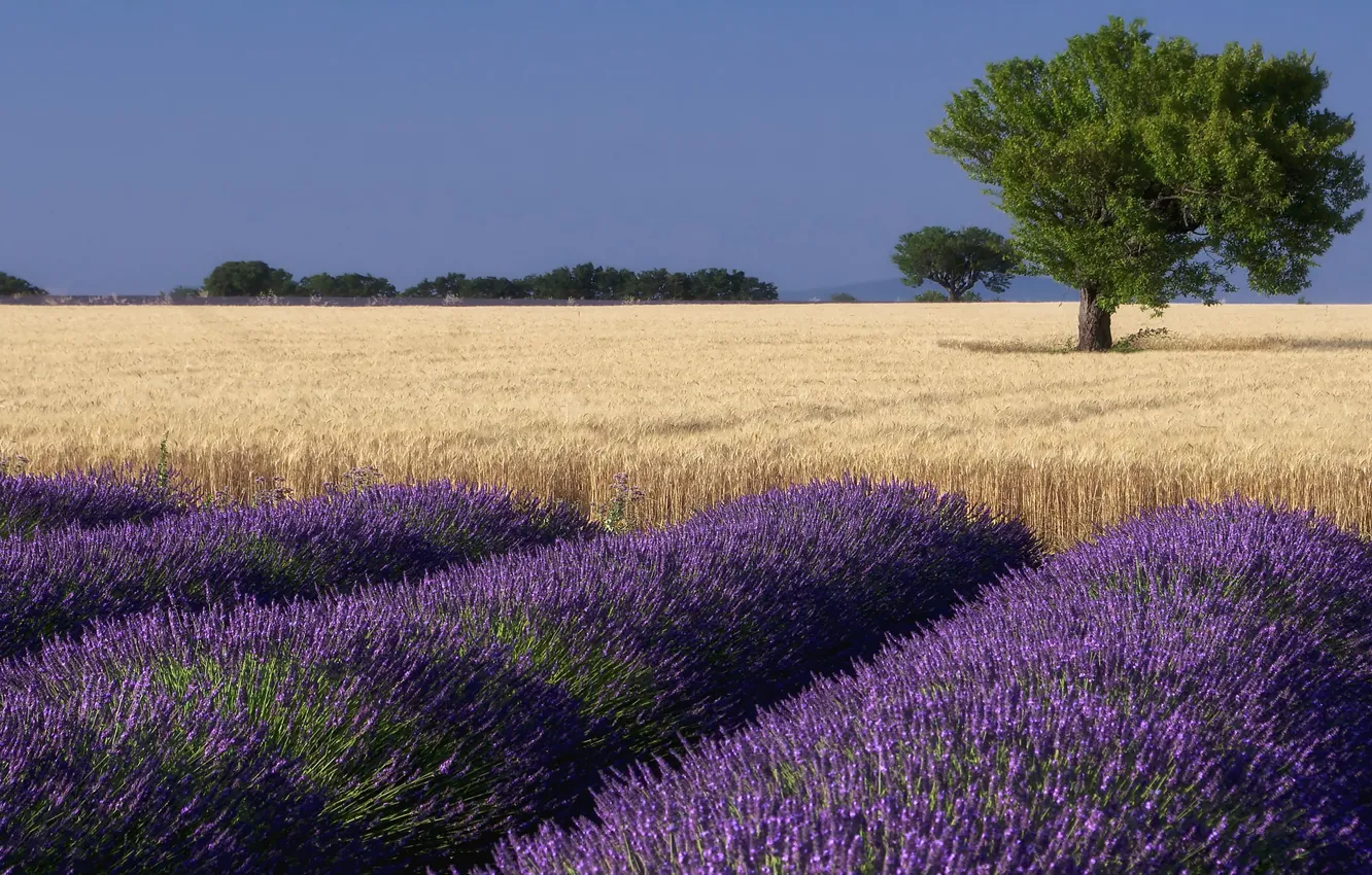Photo wallpaper field, summer, the sky, trees, flowers, ears, a number, lavender