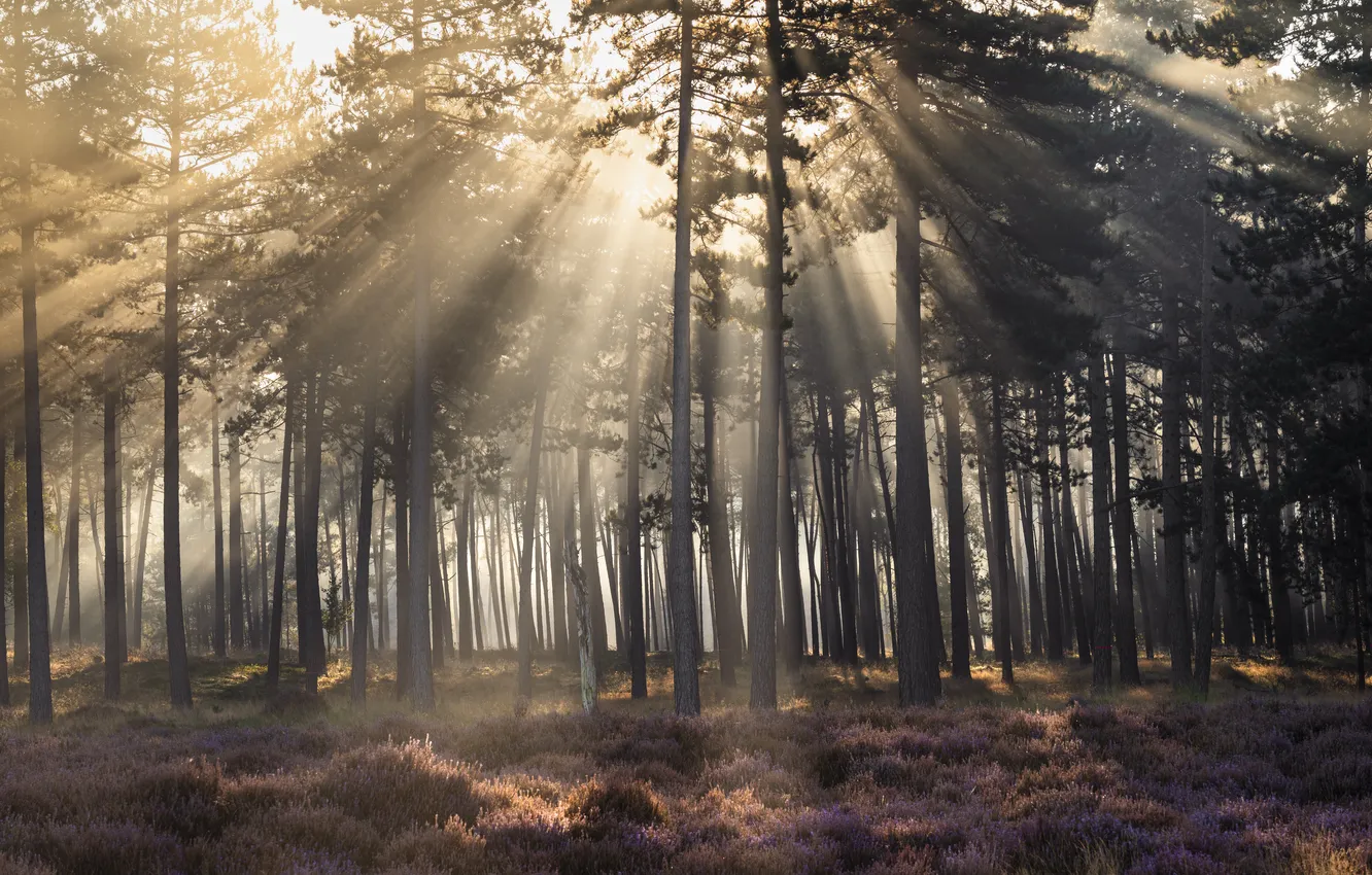 Photo wallpaper forest, the sun, rays, light, fog, pine, Heather, Bor