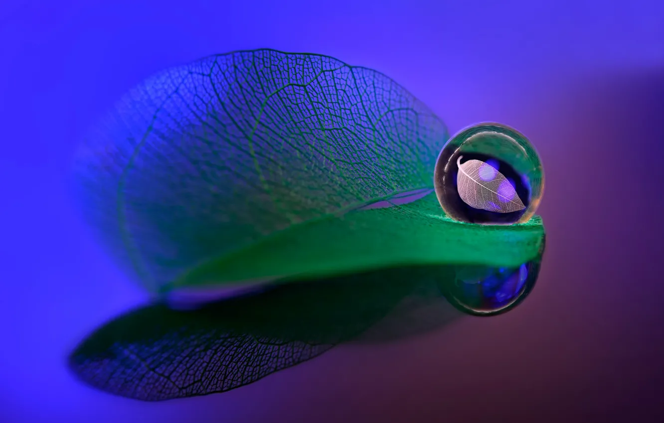 Photo wallpaper leaves, drops, veins