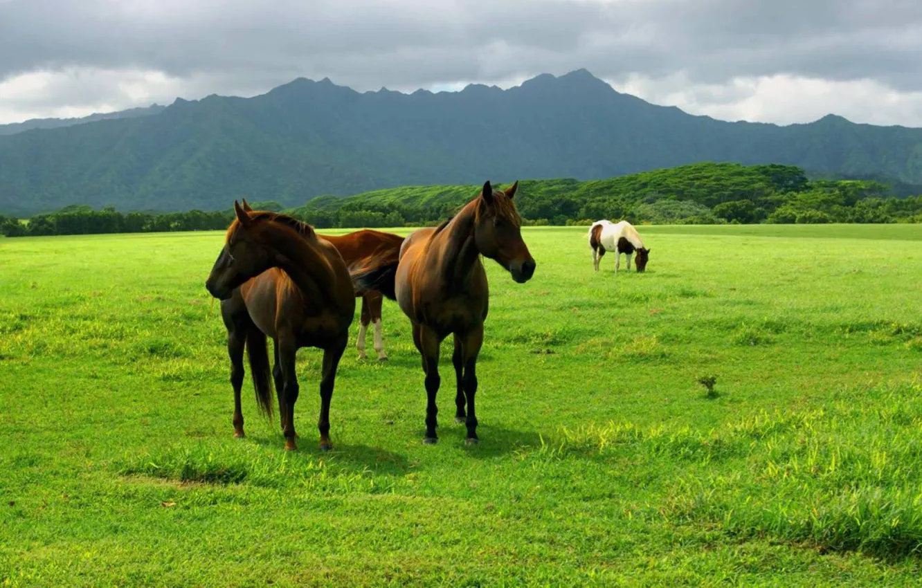 Photo wallpaper mountains, horse, meadow, grassland
