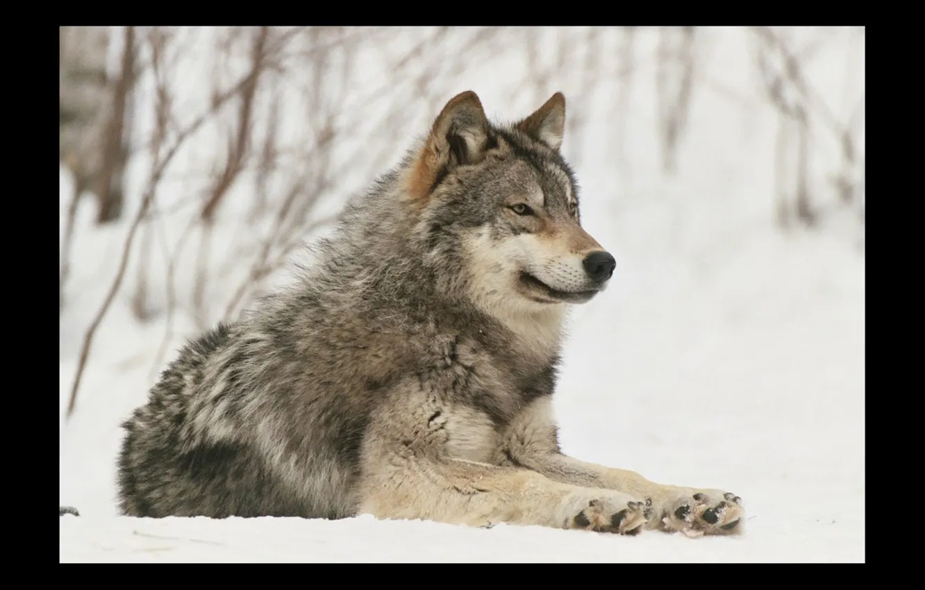 Photo wallpaper Predator, nature, snow, face, animal, wolf, canis lupus, wildlife