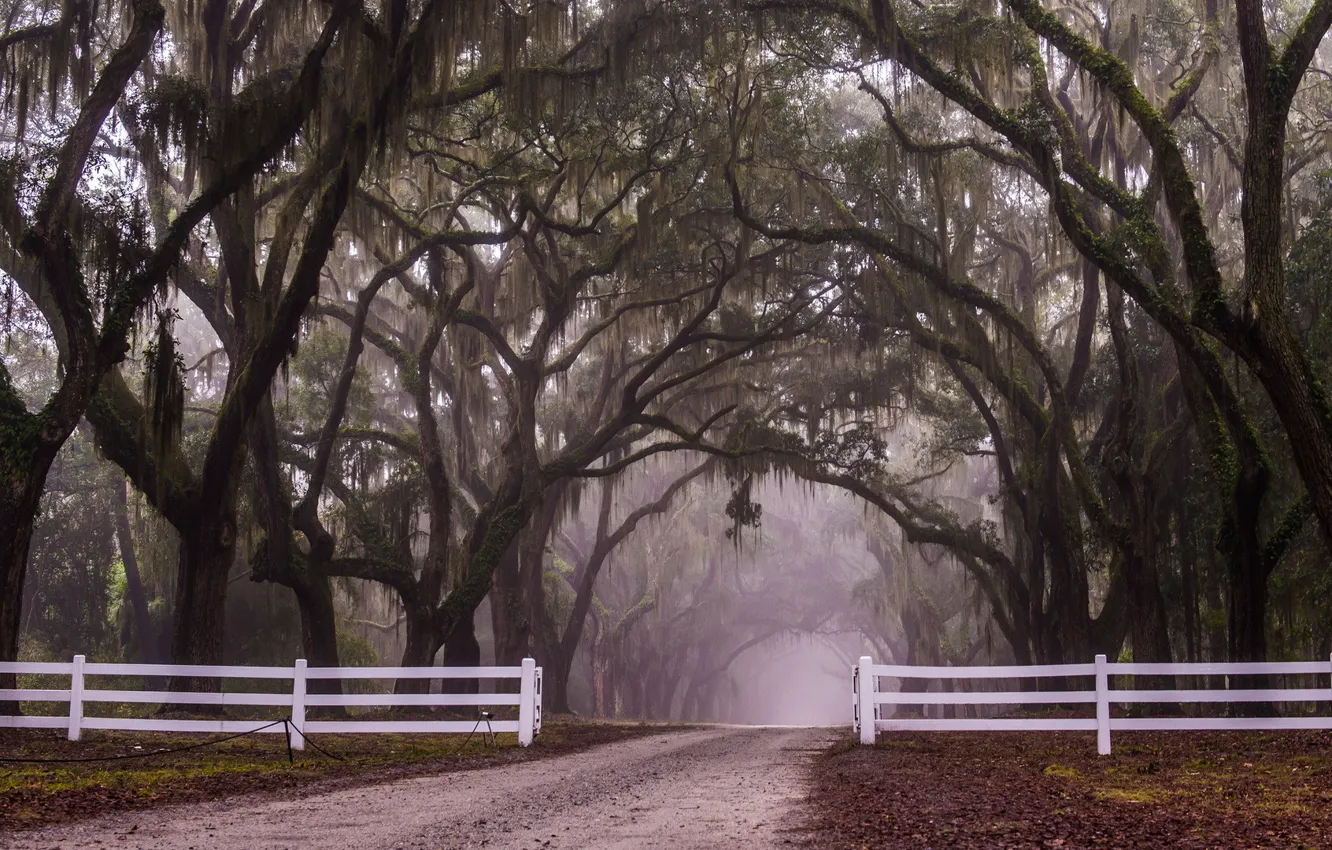 Photo wallpaper road, autumn, fog, Park, the fence, alley