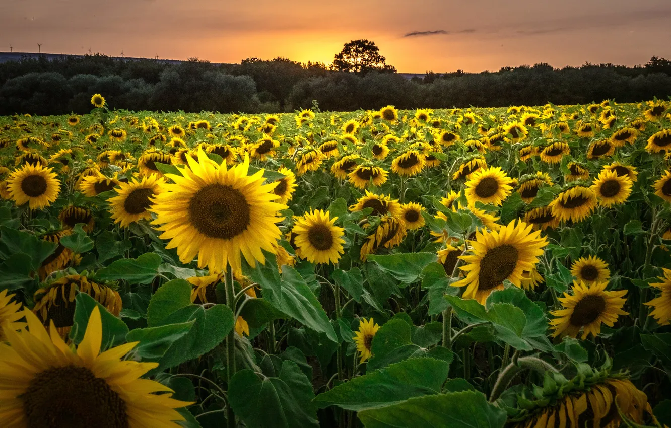 Photo wallpaper field, forest, summer, the sky, trees, sunflowers, sunset, flowers