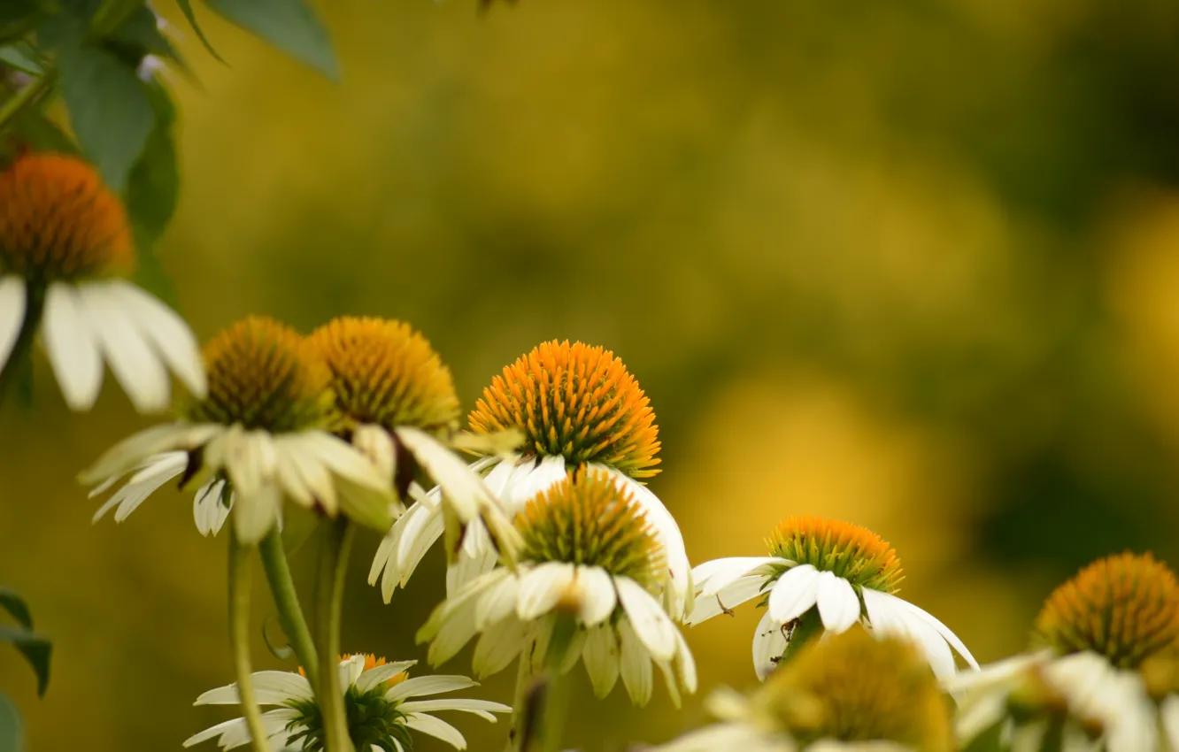Photo wallpaper flowers, nature, plant, chamomile, blur, flora