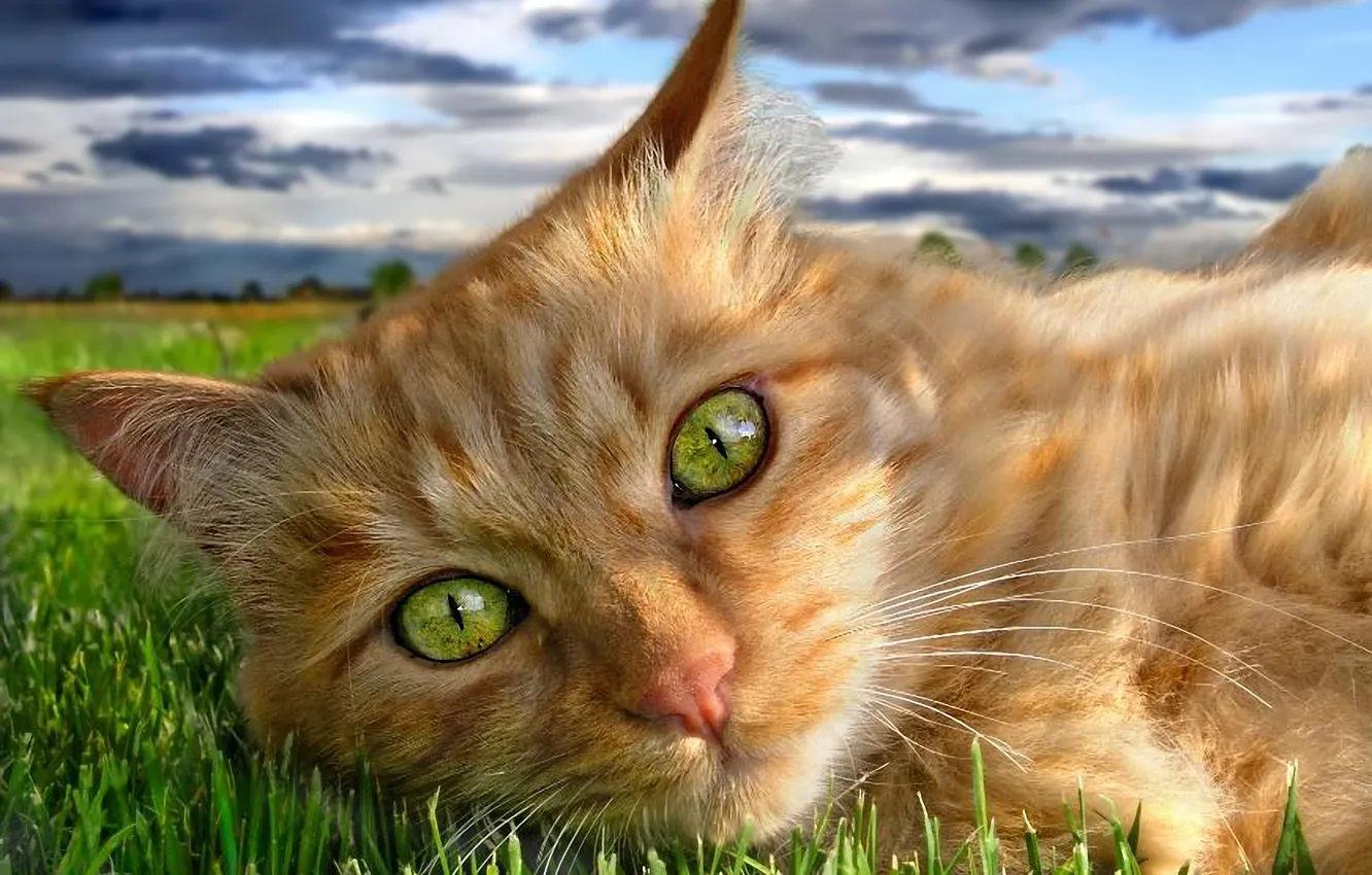 Photo wallpaper greens, grass, eyes, cat, red