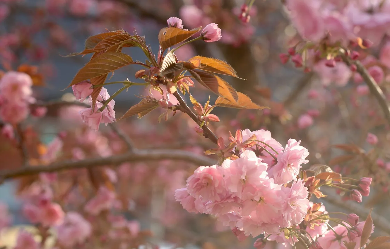 Photo wallpaper macro, cherry, branch, spring, Sakura, flowering, flowers