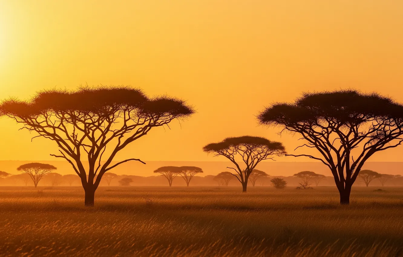 Photo wallpaper the sun, Wallpaper, art, Savannah, Africa, wallpaper, art, sun