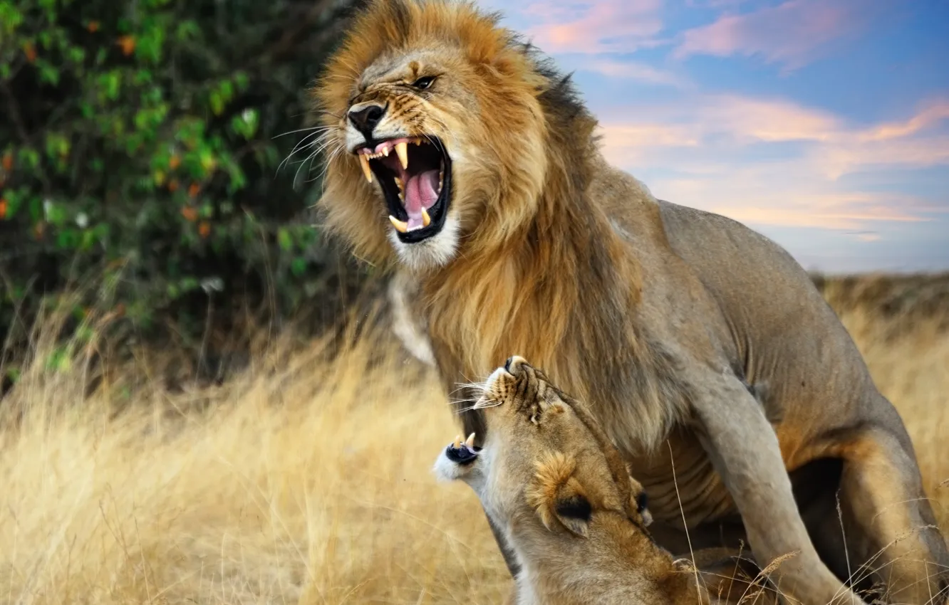 Photo wallpaper predator, Leo, grin, Africa, lioness, male, big cats, Kenya