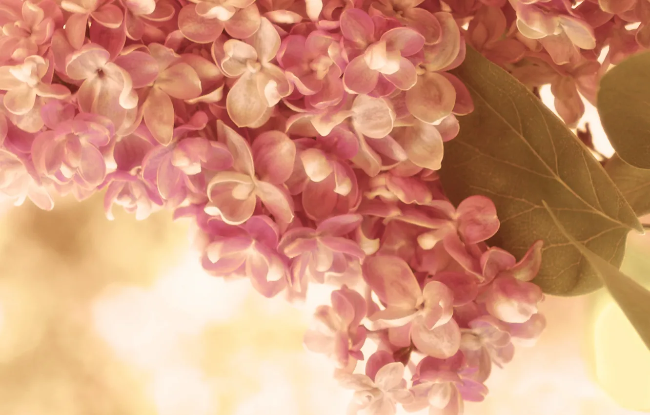 Photo wallpaper leaves, macro, flowers, sprig, pink, tenderness, spring, cream