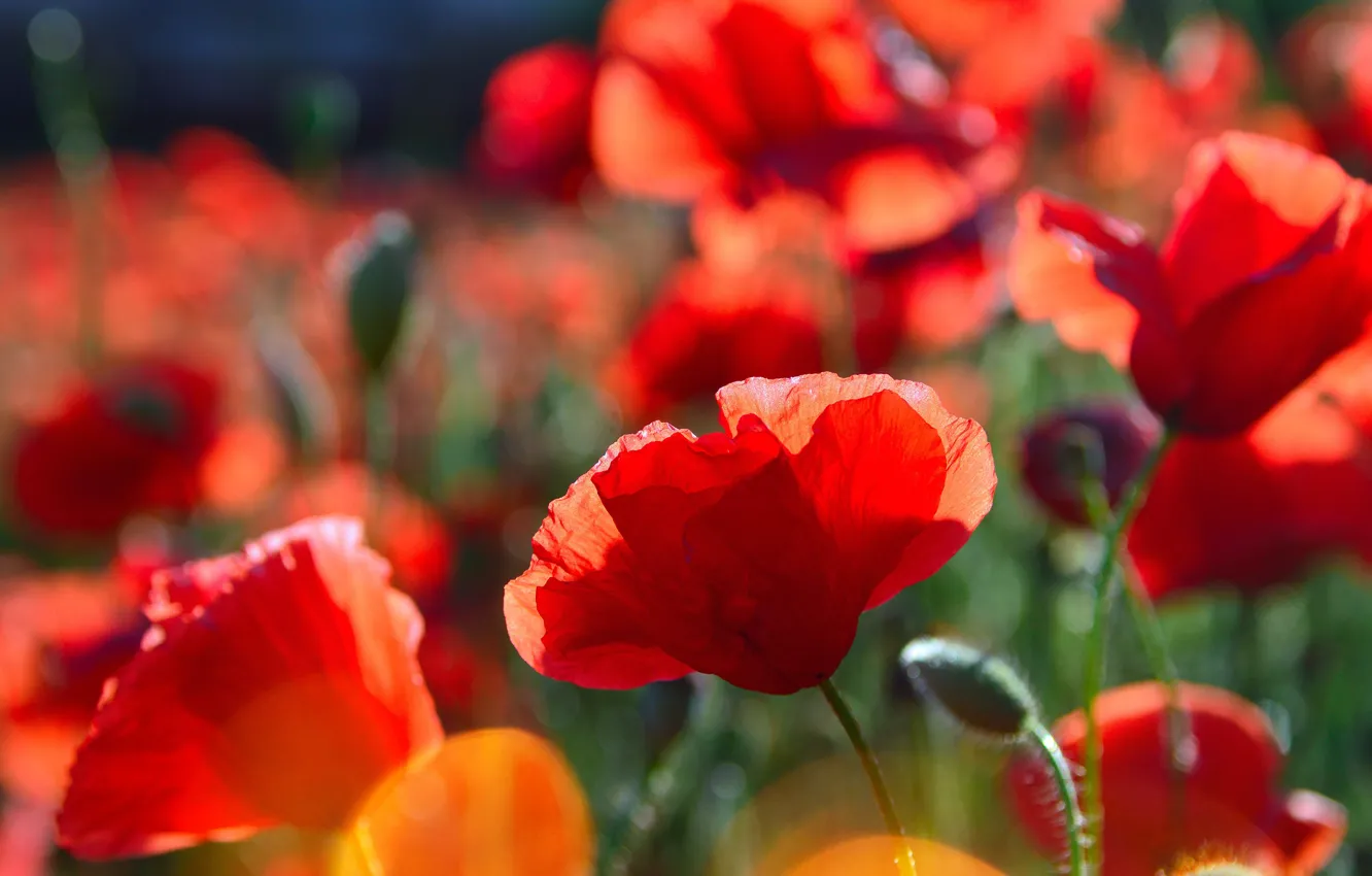 Photo wallpaper summer, light, flowers, red, Maki, petals, bokeh, poppy field