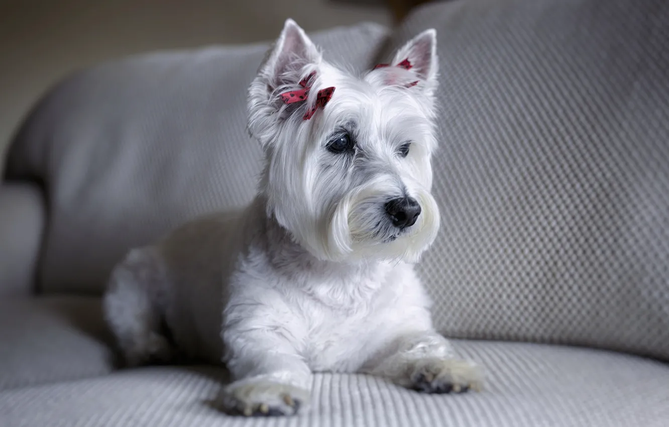 Photo wallpaper sofa, dog, The West highland white Terrier