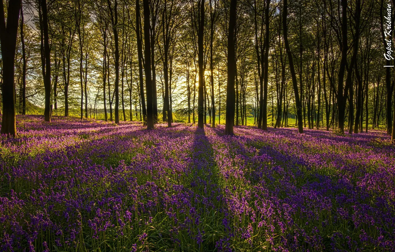 Photo wallpaper forest, trees, flowers, nature