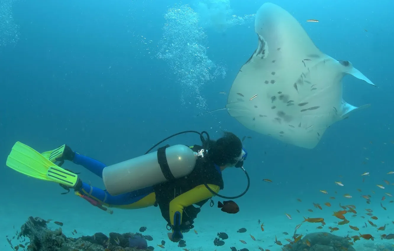 Photo wallpaper the world, fish, the diver, underwater, fins