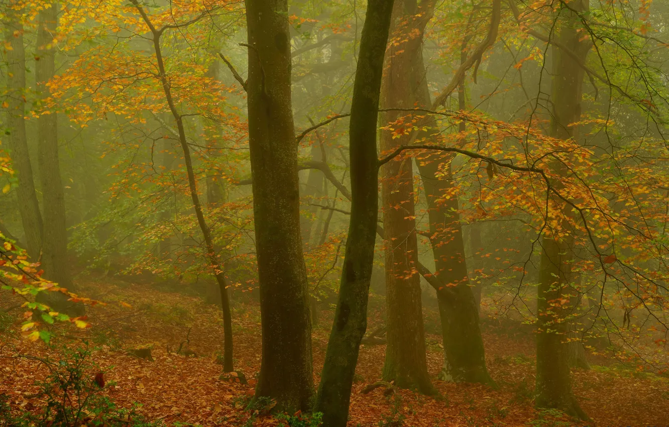 Photo wallpaper autumn, forest, trees, England, England, Exmoor, Exmoor, Beechwood