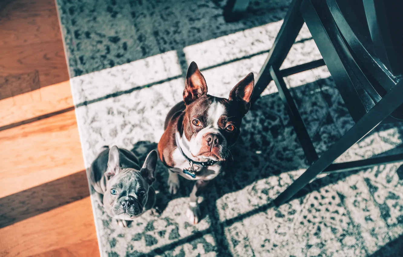 Photo wallpaper look, carpet, puppy, face, French bulldog, two dogs, Boston Terrier