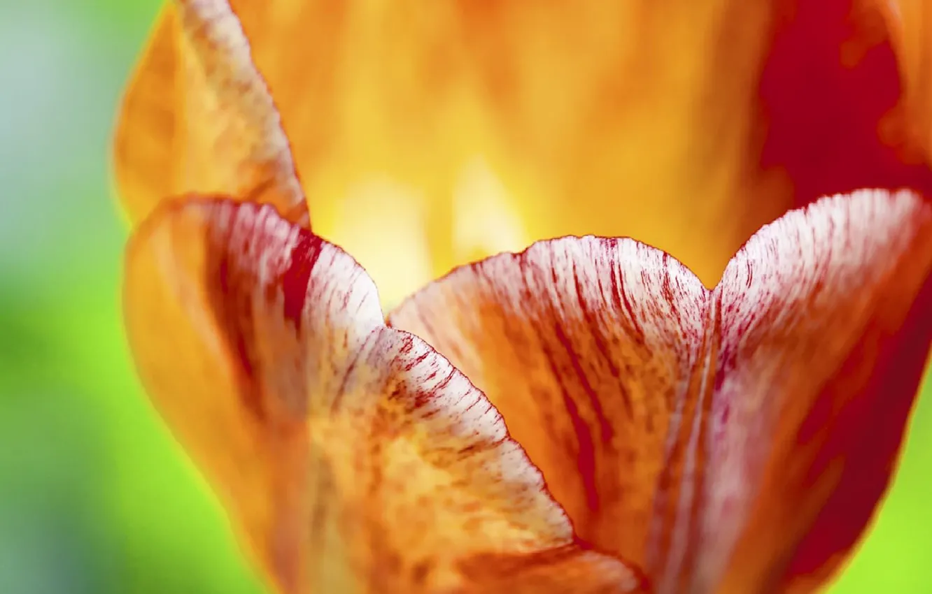 Photo wallpaper macro, red, buds