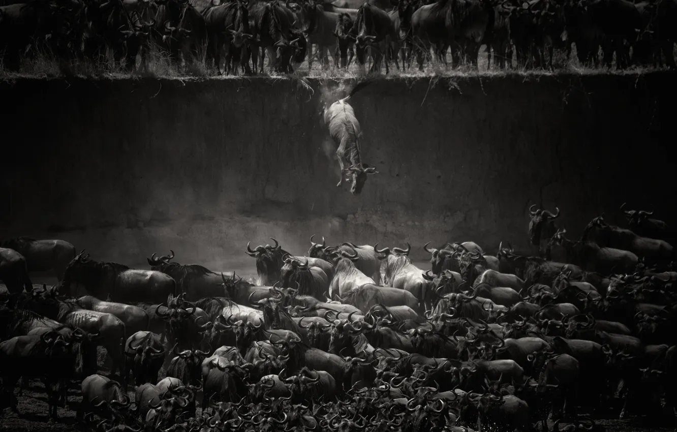 Photo wallpaper animals, fiction, drop, h\b, bulls, the herd, Buffalo