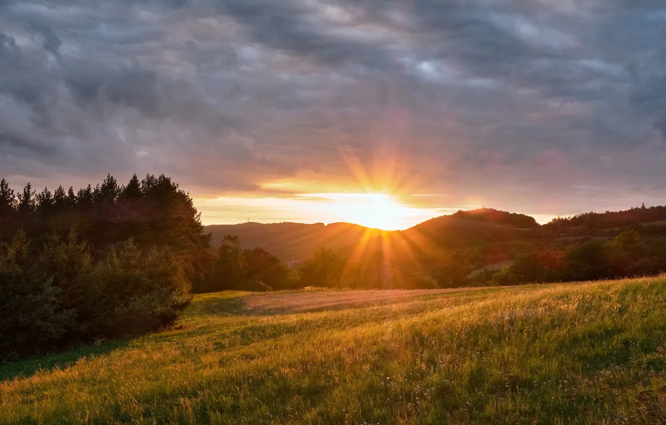 Photo wallpaper trees, sunset, Czech Republic, meadow, Czech Republic, Central Bohemia, Central Bohemia