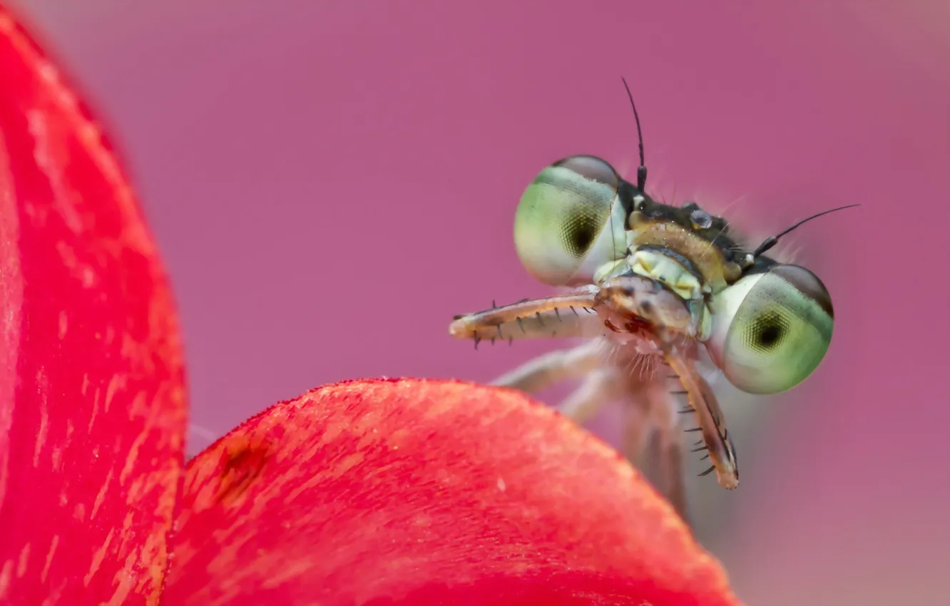 Photo wallpaper macro, Ischnura hastata, Citrine forktail