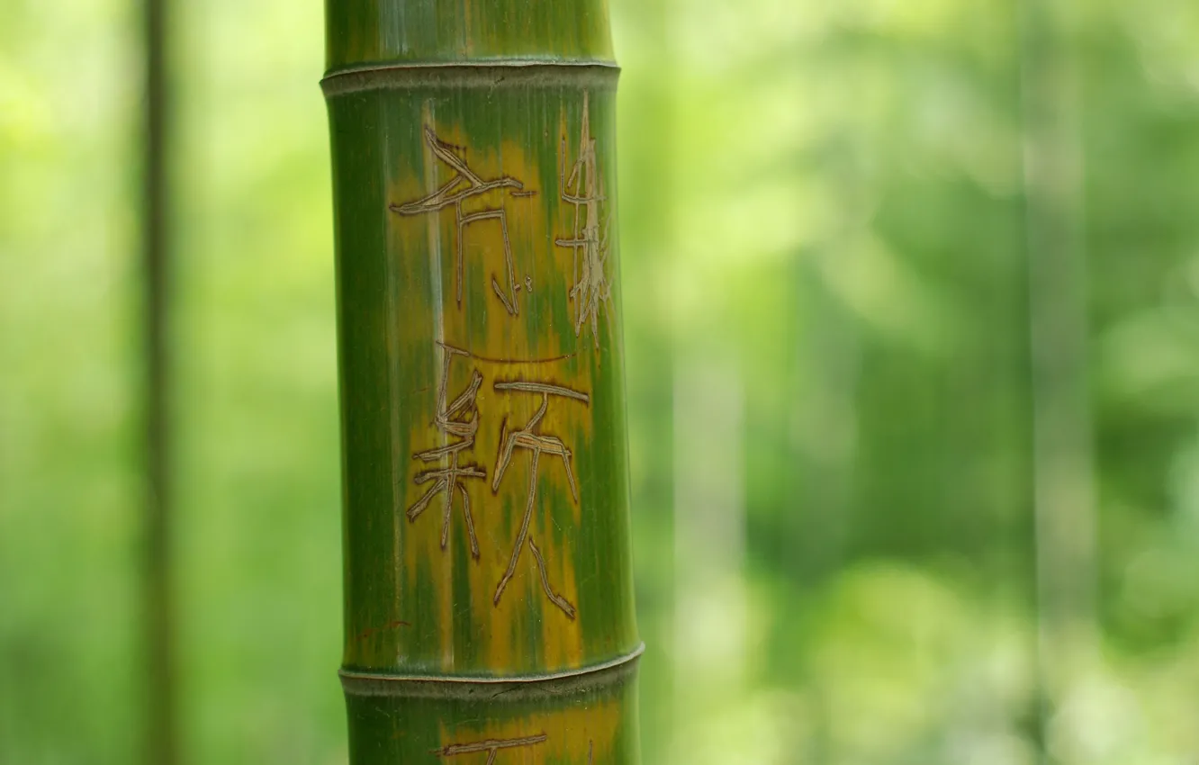 Photo wallpaper Macro, Tree, Green, Bamboo, Trunk, Background, The inscription, Nature