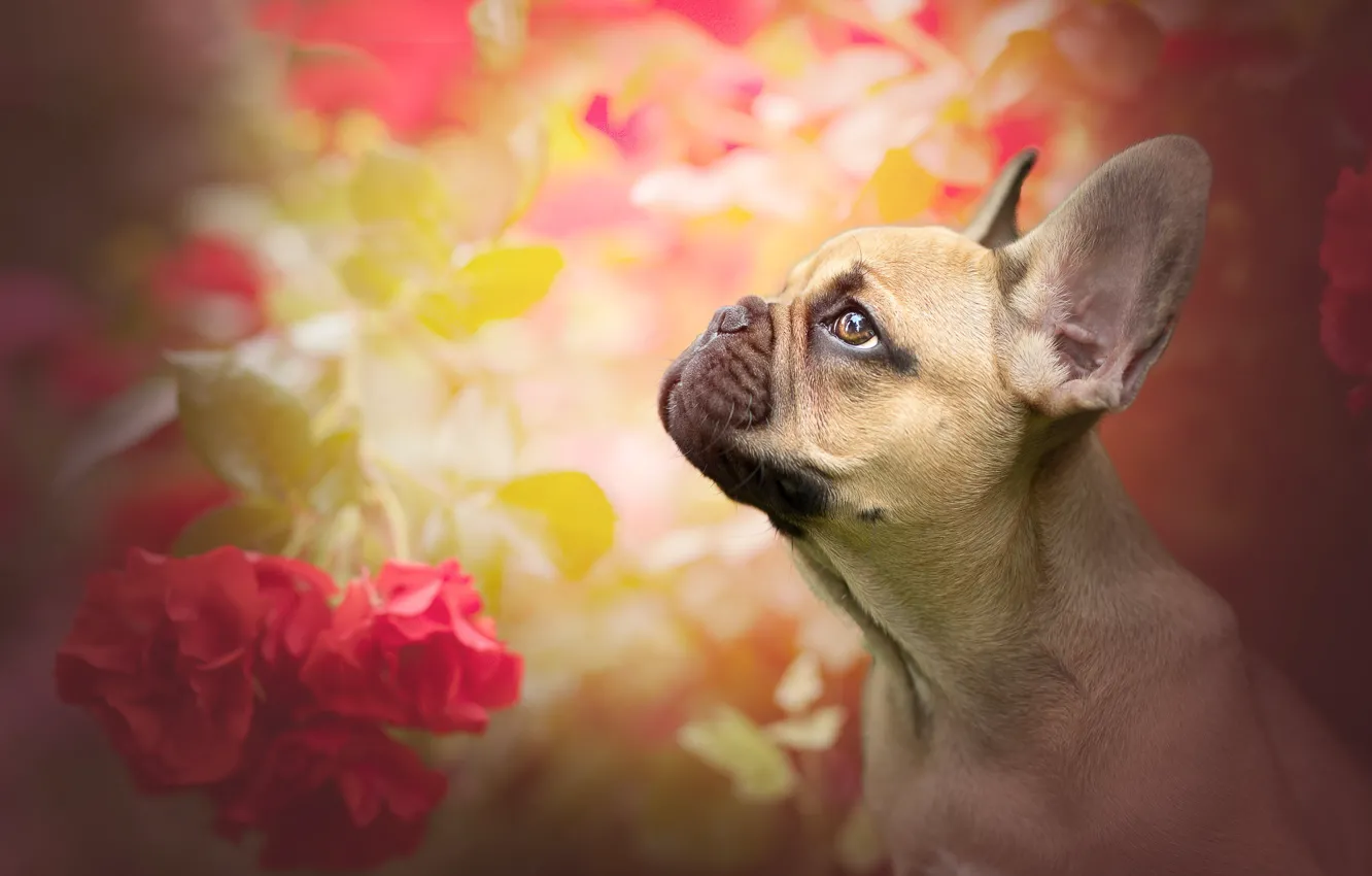 Photo wallpaper face, flowers, background, portrait, roses, dog, profile, French bulldog