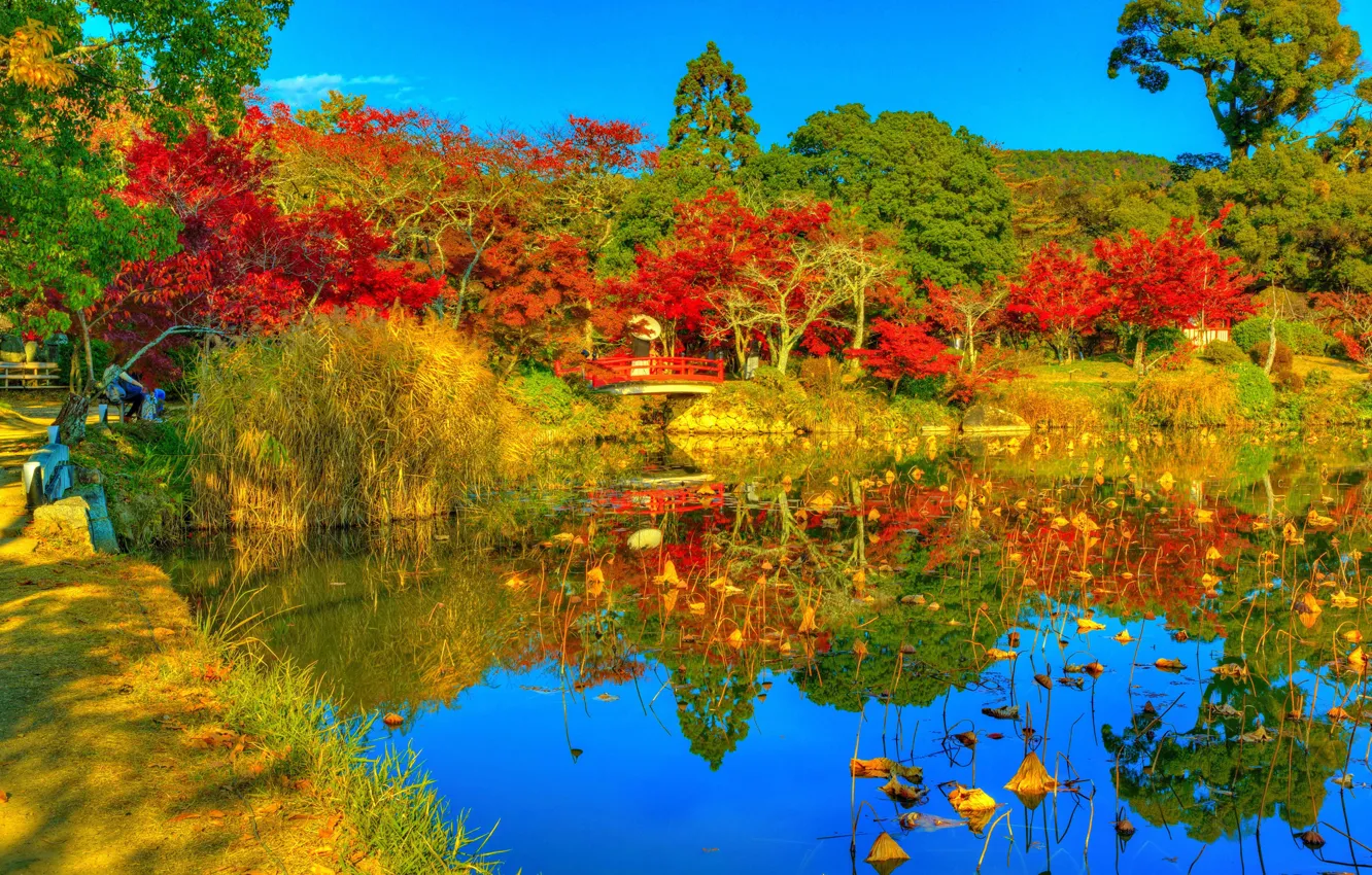 Photo wallpaper autumn, trees, nature, pond, Park, photo, HDR, Japan