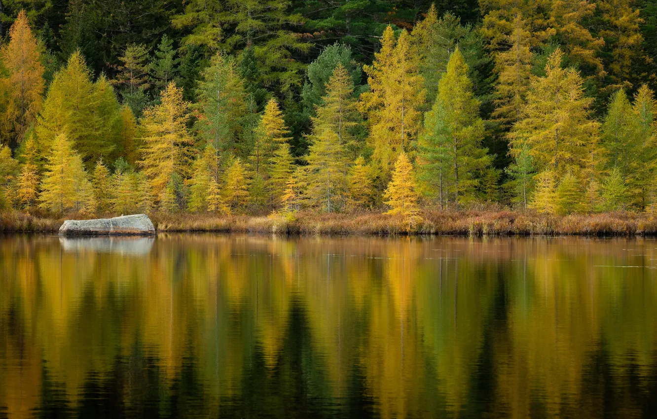 Photo wallpaper autumn, forest, reflection, shore, stone, pond