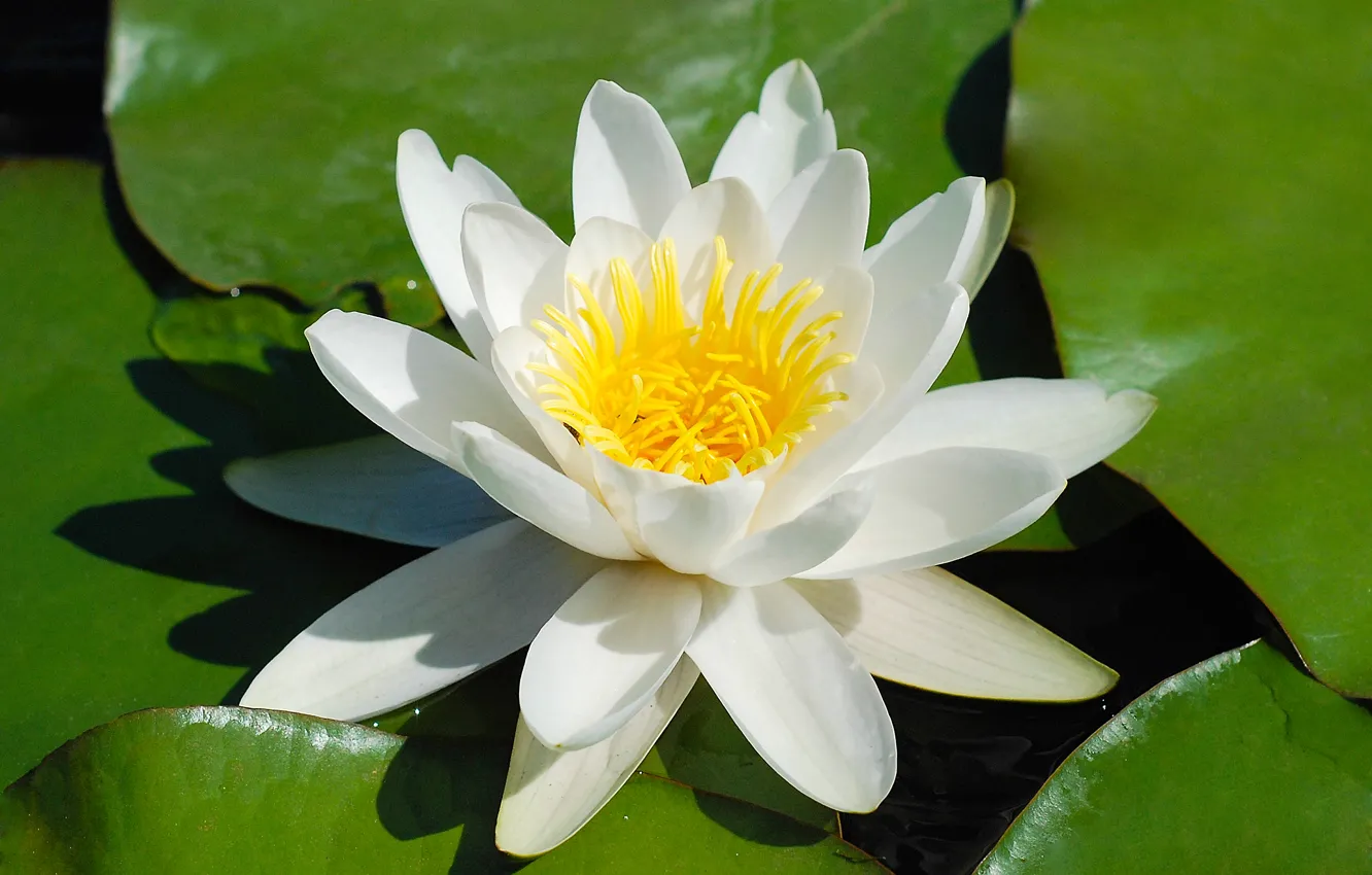 Photo wallpaper flower, leaf, Lily, Bud, Lily, white, beautiful, in the water