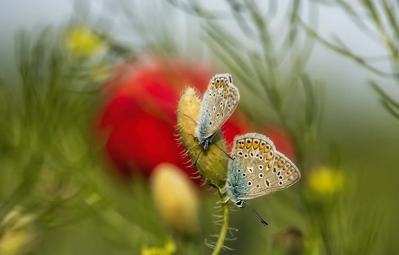 Photo wallpaper macro, flowers, butterfly, Maki, a couple, two butterflies