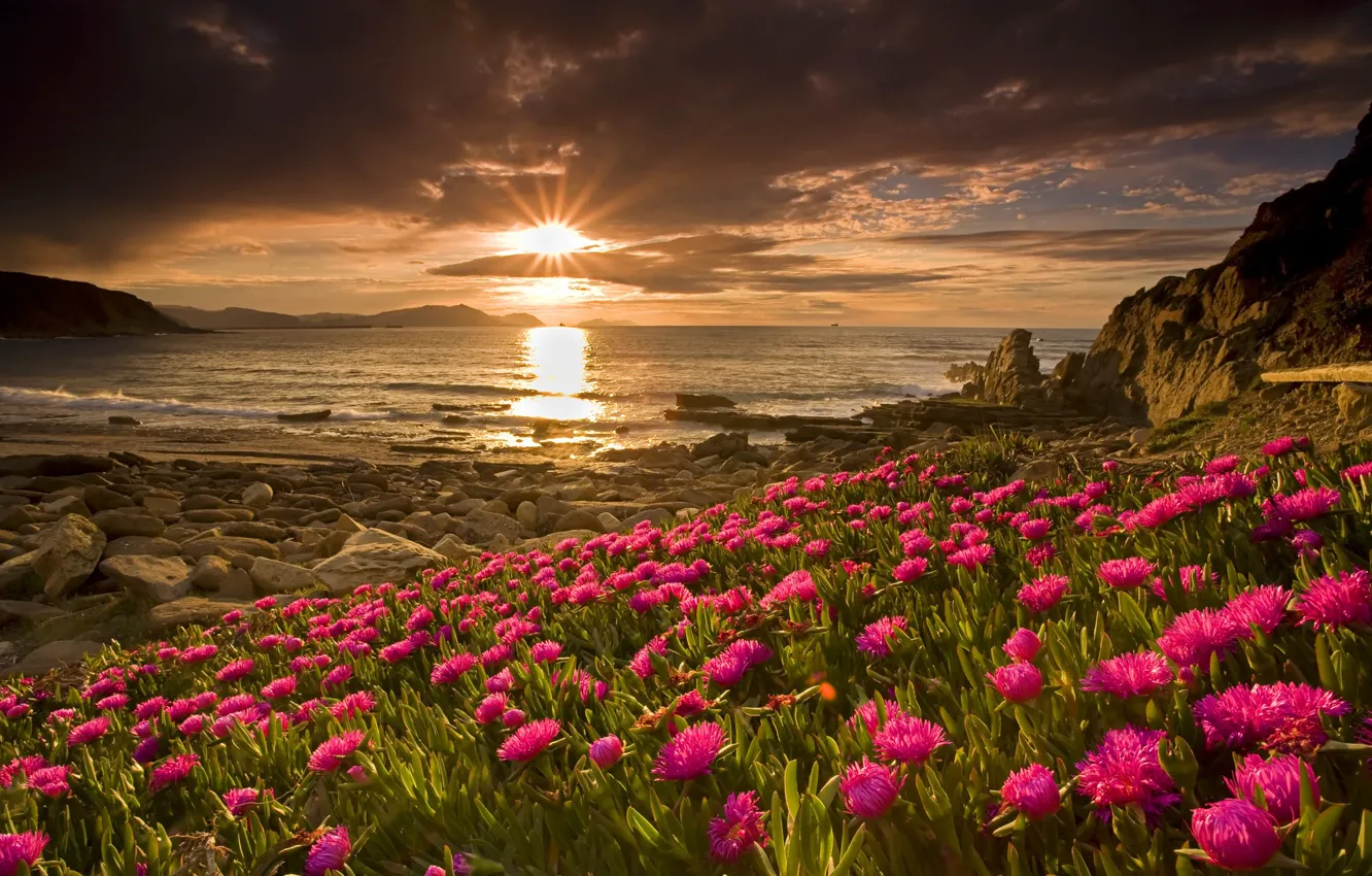 Photo wallpaper sea, the sky, the sun, flowers, shore
