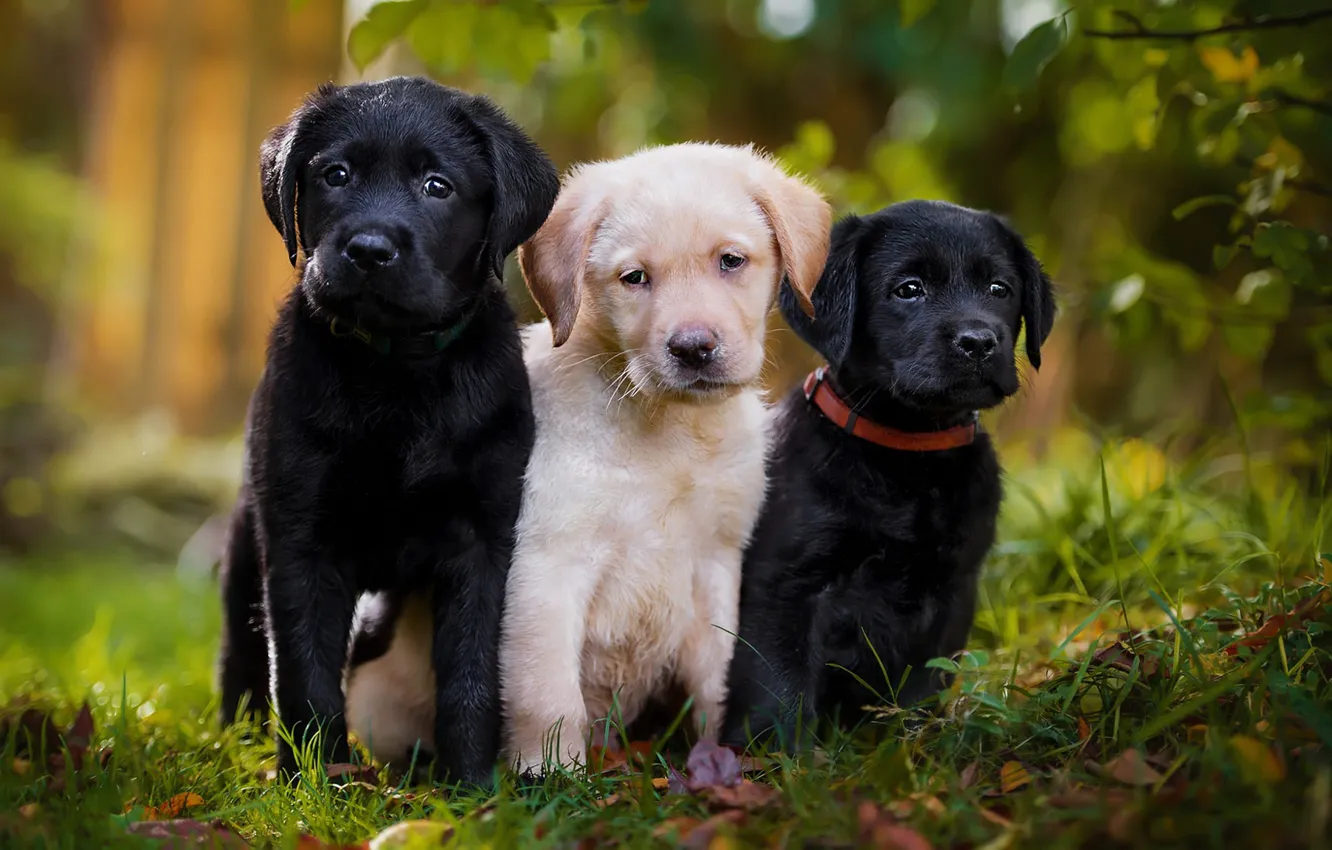 Photo wallpaper autumn, grass, leaves, nature, each, black, dog, light