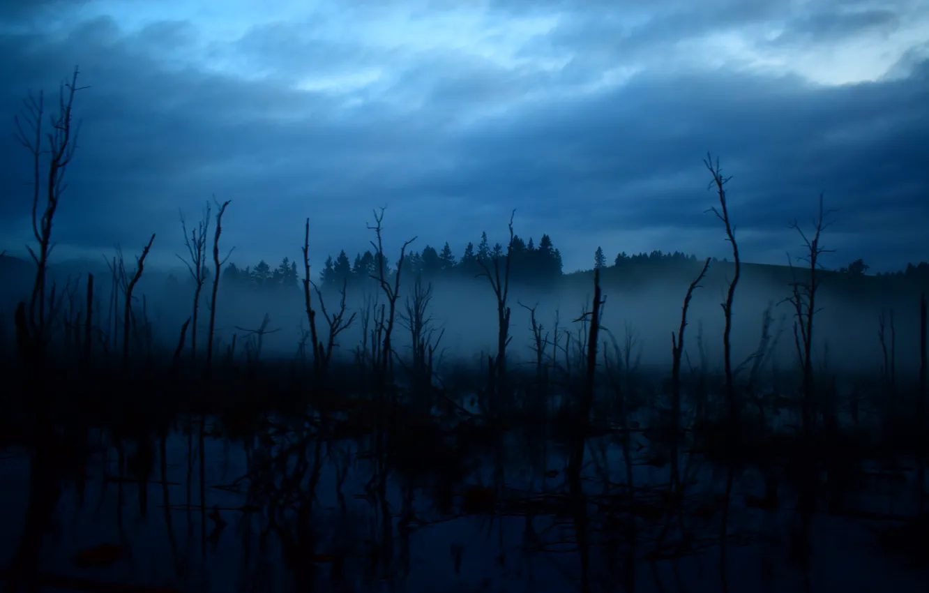 Photo wallpaper the sky, clouds, trees, clouds, nature, overcast, dark, haze