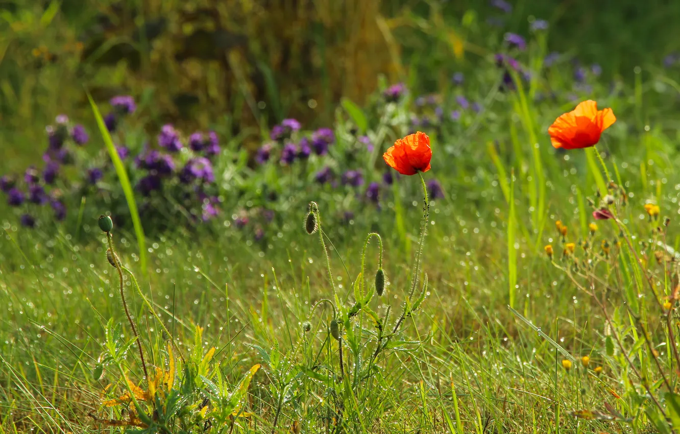 Photo wallpaper red, flower, poppy