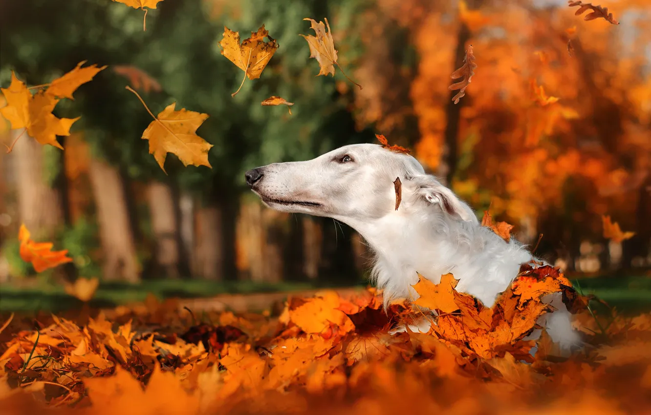 Photo wallpaper autumn, leaves, nature, Park, animal, dog, head, falling leaves